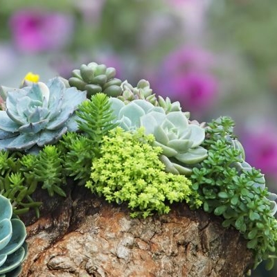 Суккуленты 