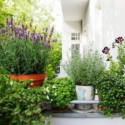 Пряные травы 