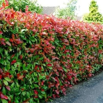 Для живой изгороди 