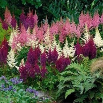 Многолетники 