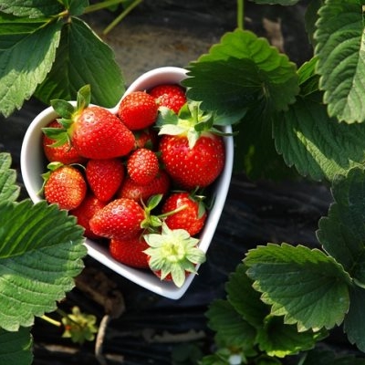 Земляника садовая 