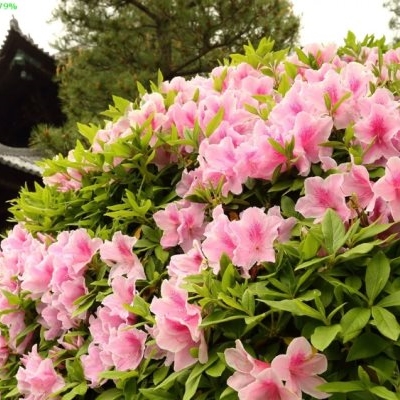 Рододендроны 