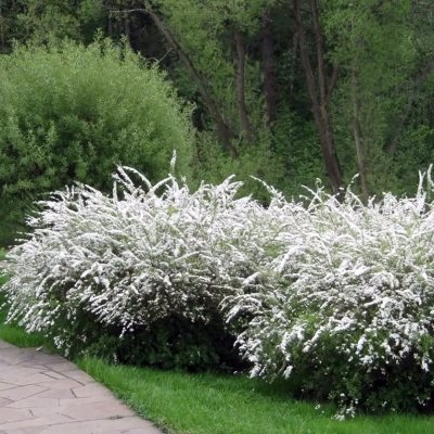 Лиственные 