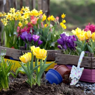 Луковичные 